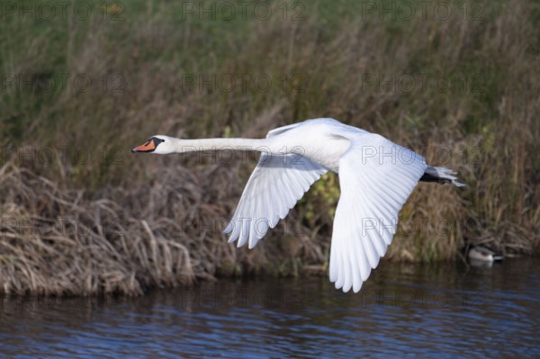 Cupped swan (Cygnus olor), swan in flight, North Rhine-Westphalia, Germany