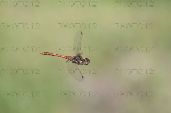 Blood-red heather (Sympetrum sanguineum), aerial view, Norrhine-Westphalia, Germany