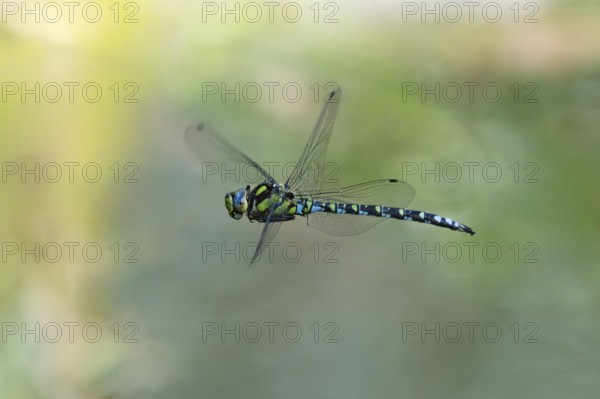 Blue-green mosaic maiden (Aeshna cyanea), dragonfly in flight, North Rhine-Westphalia, Germany