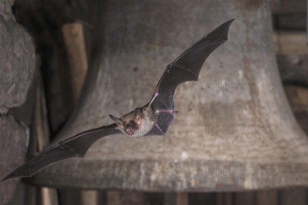 Big mouse ear (Myotis myotis), bat flying in front of church bell, Thuringia, Germany