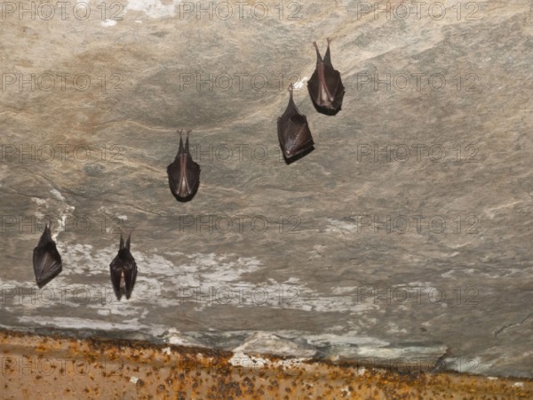 Small horseshoe nose (Rhinolophus hipposideros) hanging from the ceiling in the cellar, Thuringia, Germany