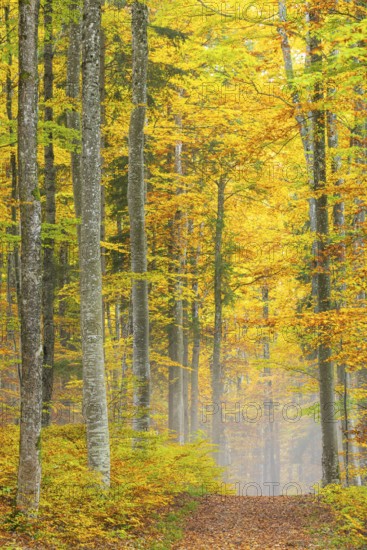 Hiking trail in beech forest (Fagus) in autumn colors, beech plants (Fagaceae), fog, autumn, Leibertingen, Upper Danube nature park Park, Baden-Württemberg, Germany