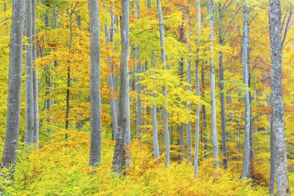 Beech forest (Fagus) in autumn colors, beech plants (Fagaceae), autumn, Leibertingen, Upper Danube nature park Park, Baden-Württemberg, Germany