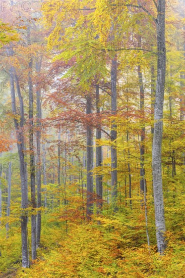 Beech forest (Fagus) in autumn colors, beech plants (Fagaceae), fog, autumn, Leibertingen, Upper Danube nature park Park, Baden-Württemberg, Germany