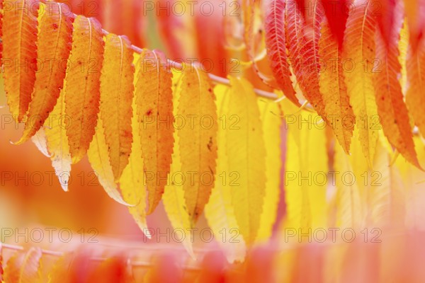 Vinegar tree (Rhus typhina) in autumn colors, autumn, Krauchenwies, Upper Danube nature park Park, Baden-Württemberg, Germany