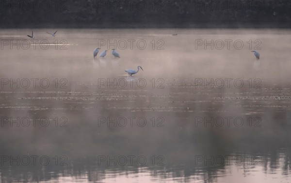 Morning in autumn at a lake with morning fog, Great Egret, Germany