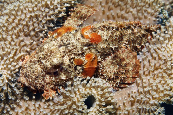 Bearded dragon head (Scorpaeninae) lies well camouflaged in leather coral, Arabian Sea, Indian Ocean, Salala, Dhofar Governorate, Oman