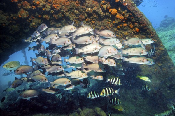 Swarm of young bicolor sweet lip, giant sweet lip, (Plectorhinchus albovittatus) seeking shelter in wreck, China wreck, Arabian Sea, Indian Ocean, Mirbat, near Salala, Dhofar Governorate, Oman
