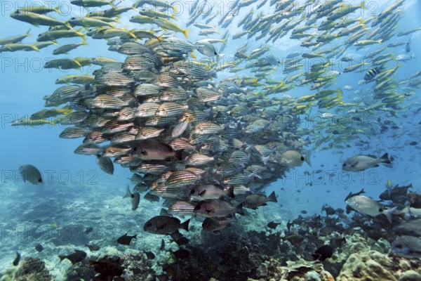 Mixed swarm, bronze-striped grunt (Pomadasys taeniatus) and large school mullet (Mulloidychthys vanicolensis), Arabian Sea, Indian Ocean, Salala, Dhofar Governorate, Oman