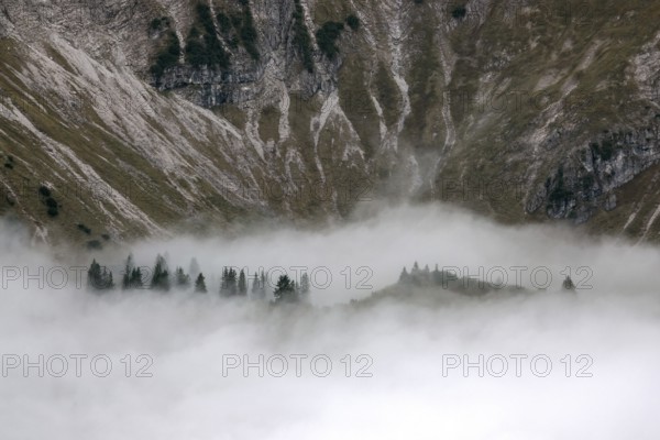 Ridge with conifers sticking out of fog, Allgäu Alps, near Oberstdorf, Oberallgäu, Allgäu, Bavaria, Germany
