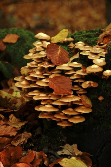 Autumn time, mushrooms in the forest, October, Germany
