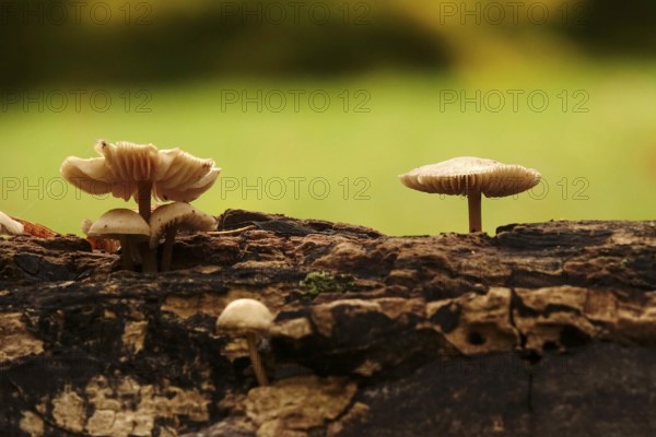 Autumn time, mushrooms in the forest, October, Germany