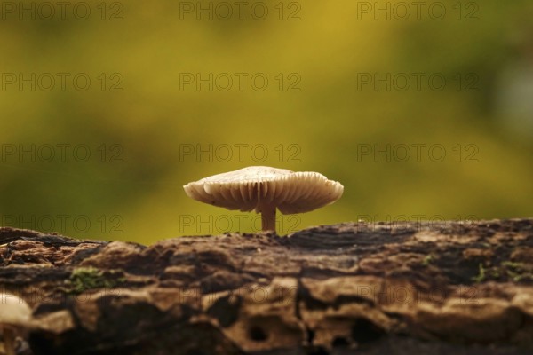 Autumn time, mushroom in the forest, October, Germany