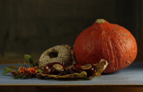Autumn still life with pumpkin, sunflowers, chestnuts, October, Germany