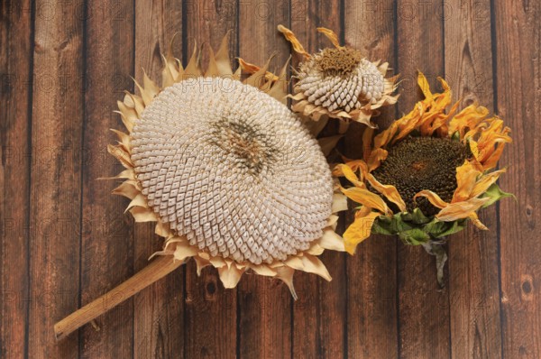 Autumn still life with sunflowers, October, Germany