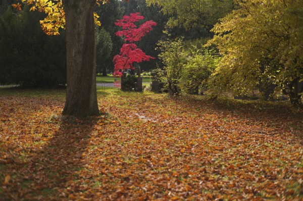 Maple, maple tree, red, autumn leaves, leaves, main cemetery, autumn, autumn, Stuttgart, Baden-Württemberg, Germany
