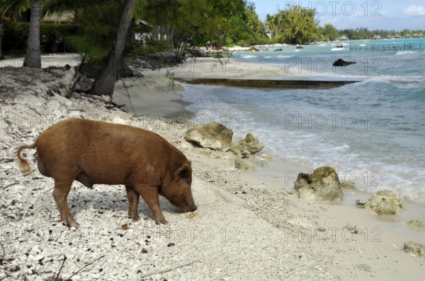 Pig, wild boar on Rangiroa beach in the South Pacific, Tahiti, French Polynesia