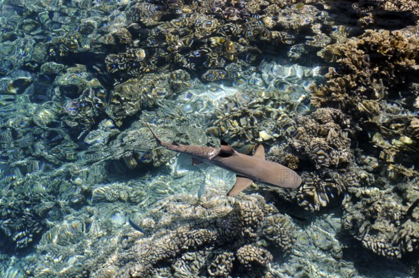 Blacktip reef shark over the corals of Fakarava, South Seas, Tahiti, French Polynesia