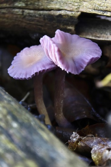 Purple lacquer funnel (Laccaria amethystina) in the forest, autumn time, October, Saxony, Germany