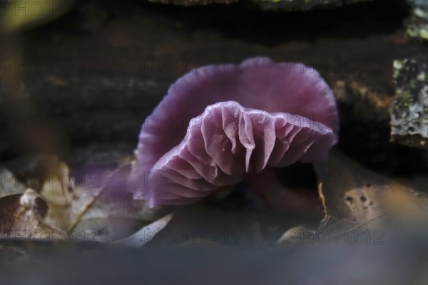 Purple lacquer funnel (Laccaria amethystina) in the forest, autumn time, October, Saxony, Germany