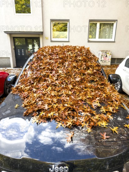 Autumn in town, car parked under deciduous tree, swamp oak, ground and vehicle covered with fallen leaves, Essen, North Rhine-Westphalia