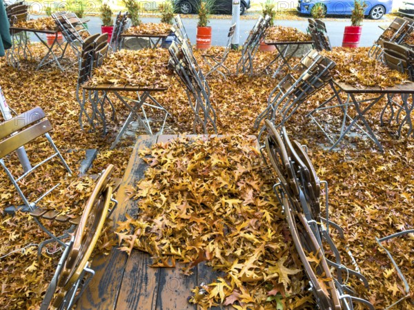 Autumn in town, beer garden, pub terrace under deciduous trees, swamp oak, floor and table chairs are covered with fallen leaves, Essen, North Rhine-Westphalia