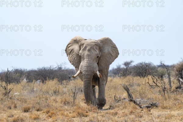African elephant (Loxodonta africana), adult male in the savanna, Nxai Pan National Park, Botswana