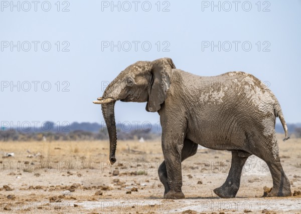 African elephant (Loxodonta africana), adult male, Nxai Pan National Park, Botswana