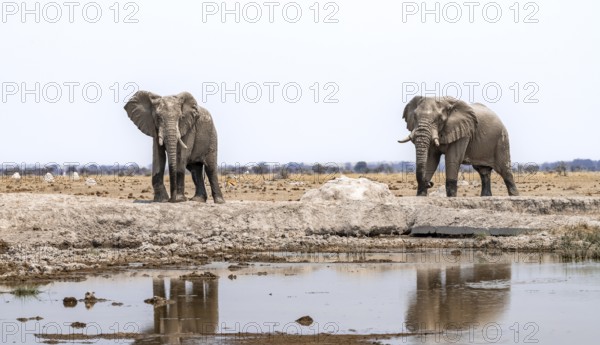 African elephant (Loxodonta africana), two adult males at the waterhole, Nxai Pan National Park, Botswana