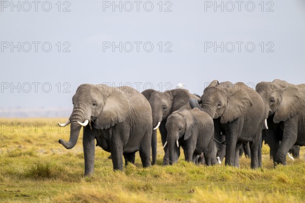 African elephant (Loxodonta africana) large herd with young animals and herons (Bubulcus ibis), in morning light, Amboseli National Park, Rift Valley Province, Kenya