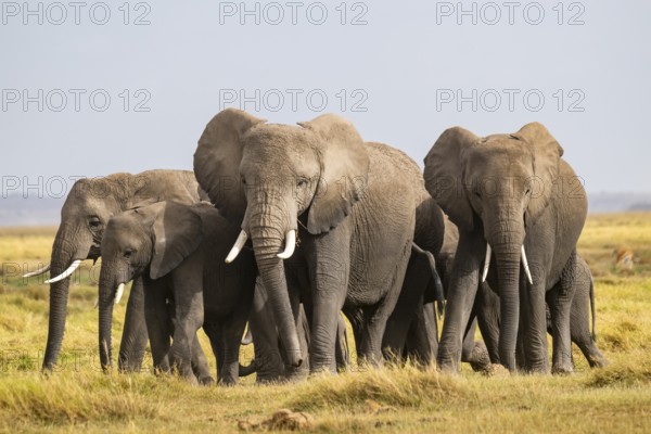African elephant (Loxodonta africana) large herd with young animals, in morning light, Amboseli National Park, Rift Valley Province, Kenya