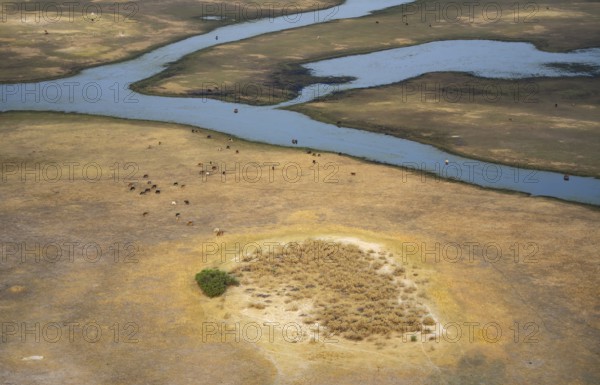 River landscape and grazing herd of cows, aerial view, Okavango Delta, Botswana