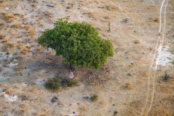 Flock of impalas (Aepyceros melampus) under a liver sausage tree (Kigelia africana), aerial view, Okavango Delta, Botswana