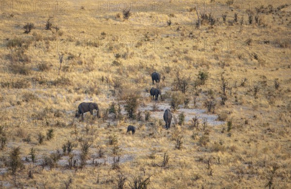 Small herd of elephants in dry savanna with yellow grass, African elephant (Loxodonta africana), aerial view, Okavango Delta, Botswana
