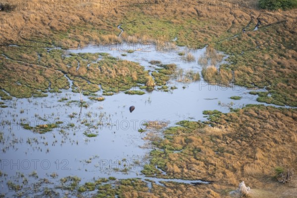 Hippopotamus (Hippopatamus amphibius) in water, freshwater marshland, marshland, aerial view, Okavango Delta, Botswana