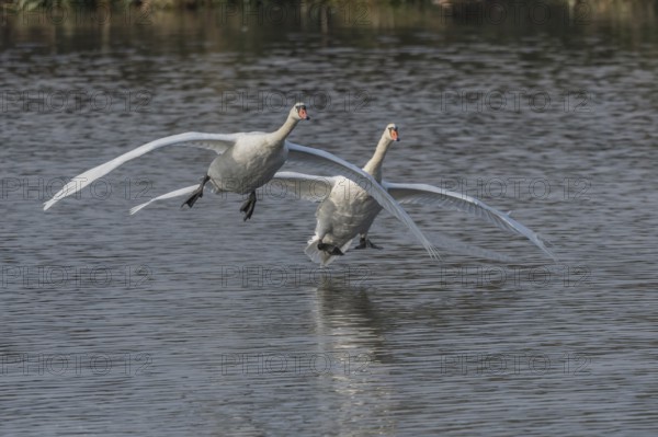 Two swans fly gracefully across a quiet pond, their wide-spreading wings illuminated by soft morning light. Quiet and beautiful natural scene. Bas rhin, Alsace, Grand Est, France