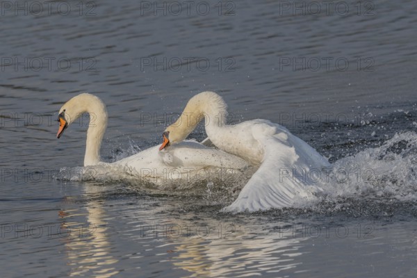 Swan chases rivals across a calm body of water. One of the swans squirts and brings life to the quiet scene. Bas rhin, Alsace, Grand Est, France
