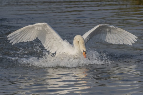Majestic Swan Runs on Water on a Calm Water Surface The sun's rays illuminate the scene and create a beautiful reflection on the water. Bas rhin, Alsace, Grand Est, France