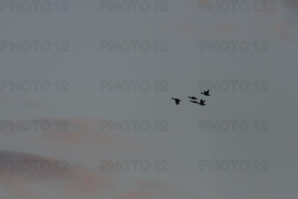 Birds fly in groups in the sky, which is painted in warm colors at sunset. Red and purple clouds add to the beauty of the scenery. Bas rhin, Alsace, Grand Est, France