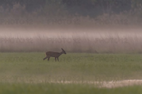 A deer stands peacefully in a green meadow, surrounded by light fog. It is evening and the sunlight creates a cheerful atmosphere. Selestat, Alsace, France