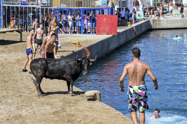 Bous a la Mar Fair, in English Bulls in the Sea, Bullfighting, Javea or Xàbia, Alicante Province, Comunidad Valenciana, Spain