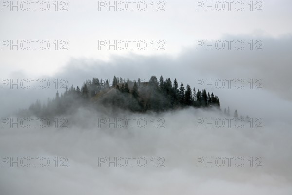Ridge with conifers sticking out of fog, Allgäu Alps, near Oberstdorf, Oberallgäu, Allgäu, Bavaria, Germany