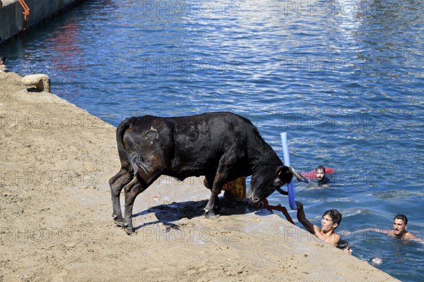 Bous a la Mar Fair, in English Bulls in the Sea, Bullfighting, Javea or Xàbia, Alicante Province, Comunidad Valenciana, Spain