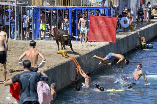 Bous a la Mar Fair, in English Bulls in the Sea, Bullfighting, Javea or Xàbia, Alicante Province, Comunidad Valenciana, Spain