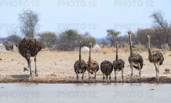 African ostrich (Struthio camelus), mother and six juvenile young animals, animal family, group drinking at the waterhole, Nxai Pan National Park, Botswana