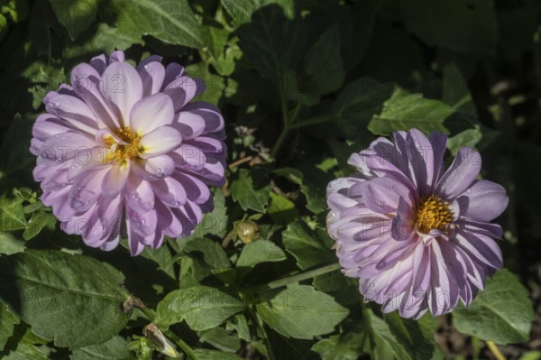 Dahlia (Dahlia), Emsland, Lower Saxony, Germany