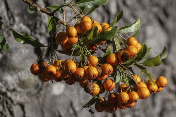 Firethorn (Pyracantha), fruits, Emsland, Lower Saxony, Germany