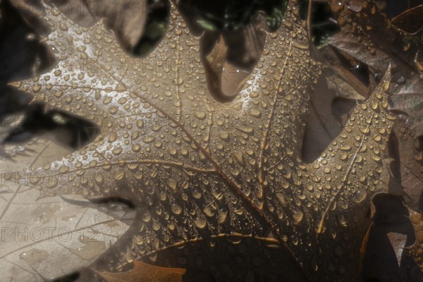 Dew drops on the leaf of a red oak (Quercus rubra), Emsland, Lower Saxony, Germany