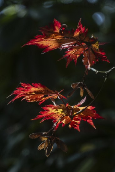 Adenhut leaf maple (Acer japonicum aconitifolium), autumn leaves, Emsland, Lower Saxony, Germany