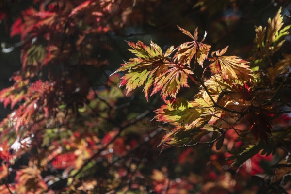 Adenhut leaf maple (Acer japonicum aconitifolium), autumn leaves, Emsland, Lower Saxony, Germany
